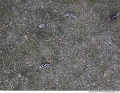 Photo Textures of Ground Grass Frozen